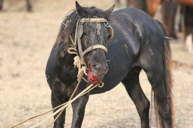 Εισαγγελική έρευνα για το παράνομο εμπόριο αλόγων - Media