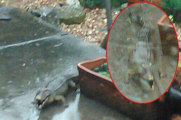 Ο «Σήφης» εμφανίστηκε στον κήπο της! - Media