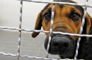 Αλματώδης η αύξηση των καταγγελιών για κακοποίηση ζώων - Media