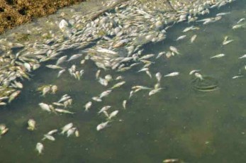 Νεκρές πέστροφες σε ποτάμι των Ιωαννίνων - Φόβοι για μεγάλη οικολογική καταστροφή - Media