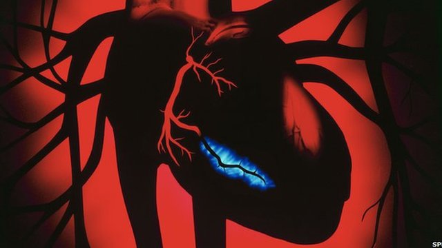 Οι μυστικές λειτουργίες της καρδιάς που αγνοούμε - Media