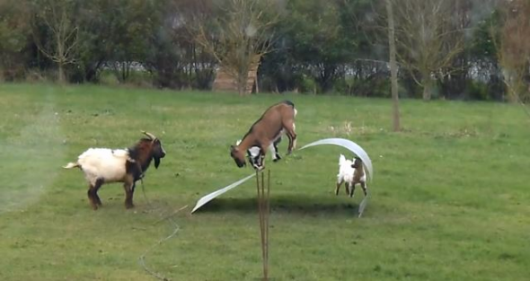 Όταν οι κατσίκες κάνουν… τραμπάλα!(Video)
  - Media