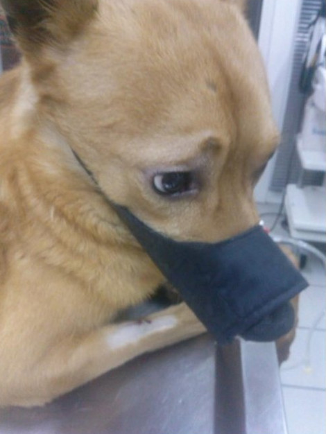 Ενοικιαστής παράτησε το διαμέρισμά του κλειδώνοντας μέσα έξι σκυλιά χωρίς τροφή και νερό - Media