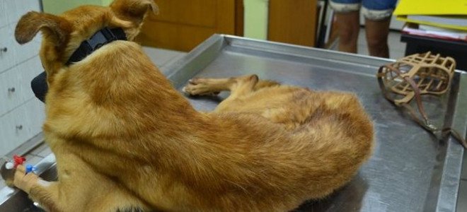 Καβάλα: Συνελήφθη ο υπαίτιος της κακοποίησης έξι σκύλων - Media