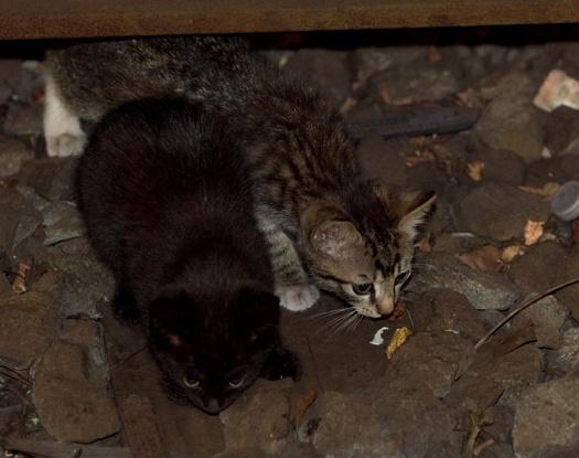 Έκλεισαν το μετρό της Νέας Υόρκης για να σώσουν δυο γατάκια (Φωτό) - Media
