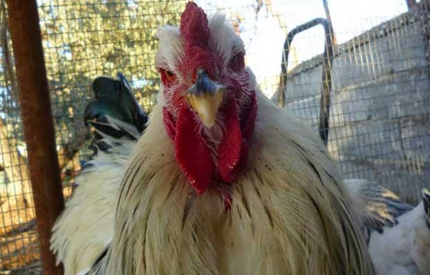 Όταν λαλεί ο κόκορας πέφτει και μια μήνυση - Media