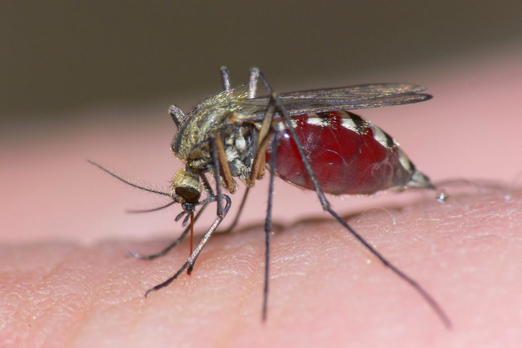Έχετε δει πως το κουνούπι βρίσκει φλέβα και ρουφάει το αίμα μας; (Video) - Media