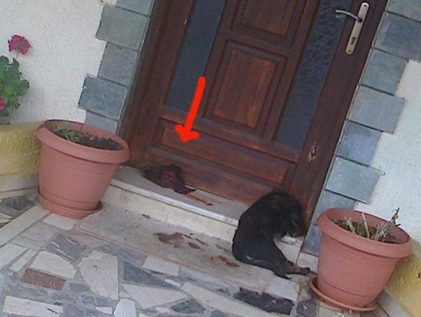 Καταδικάστηκε ο άντρας που αποκεφάλισε κουτάβι - Media