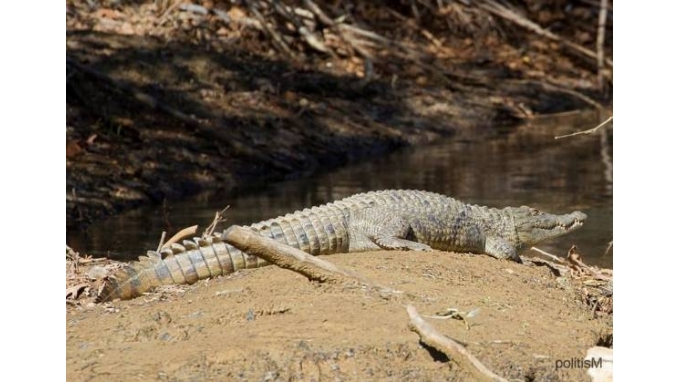 Σήφης – «Κροκοδειλάκιας»: 2-0 - Media