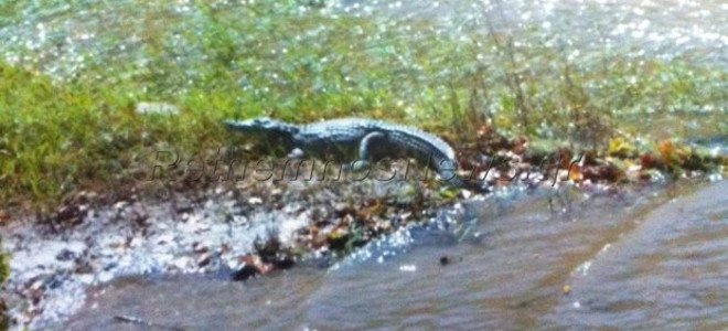 Κροκόδειλοι κόβουν βόλτες στο Ρέθυμνο! (Video) - Media