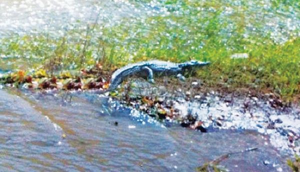 Ο «Σήφης» μπορεί να είναι… «Σήφαινα» - Media