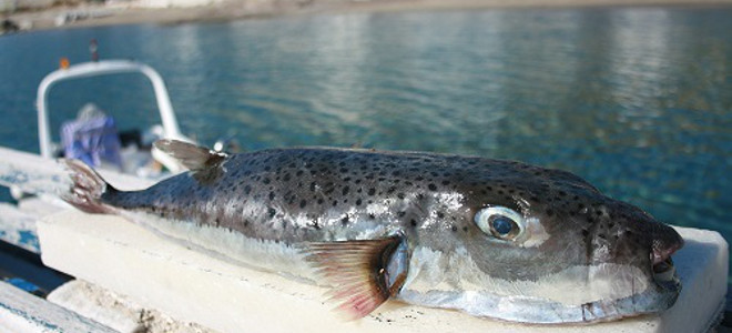 Εντοπίστηκαν επικίνδυνα ψάρια στην Κεφαλονιά - Media