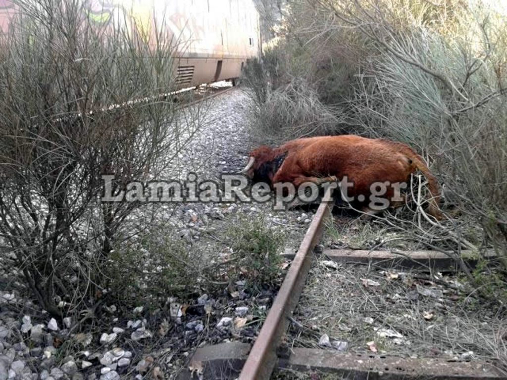 Εκτροχιασμός τρένου στο Λιανοκλάδι... λόγω αγελάδων - Media