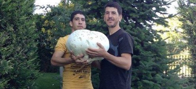 Βρήκαν μανιτάρι 5,5 κιλών στην Κοζάνη (Video) - Media