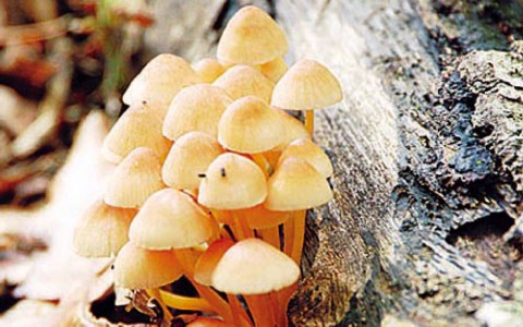 Χαλκιδική: 44χρονη έχασε τη ζωή της από κατανάλωση τοξικών μανιταριών - Media