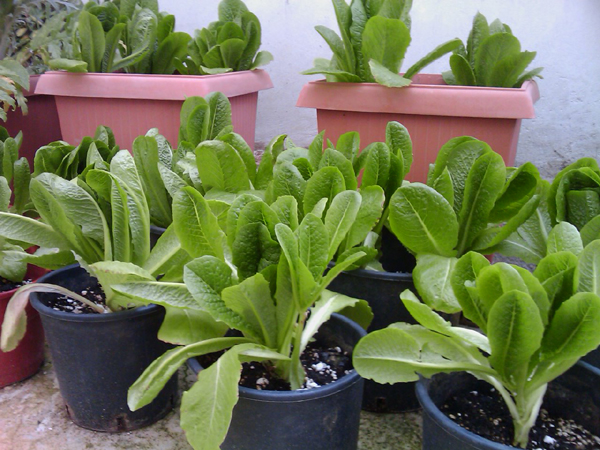 Παράνομο και το μαρούλι που θα φυτέψεις σε γλάστρα - Media