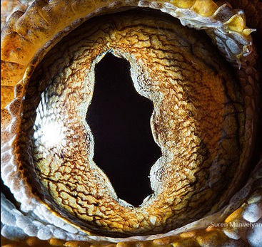 Δείτε απίστευτες φωτογραφίες από μάτια ζώων τραβηγμένες από κοντά (ΦΩΤΟ) - Media