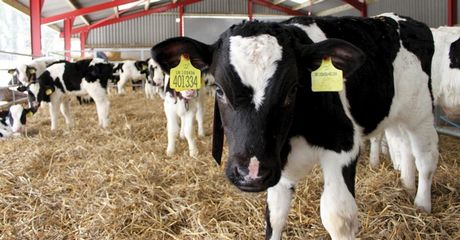 O Νιτσιάκος «μπαίνει» στην αγορά αρνιών-μοσχαριών  - Media