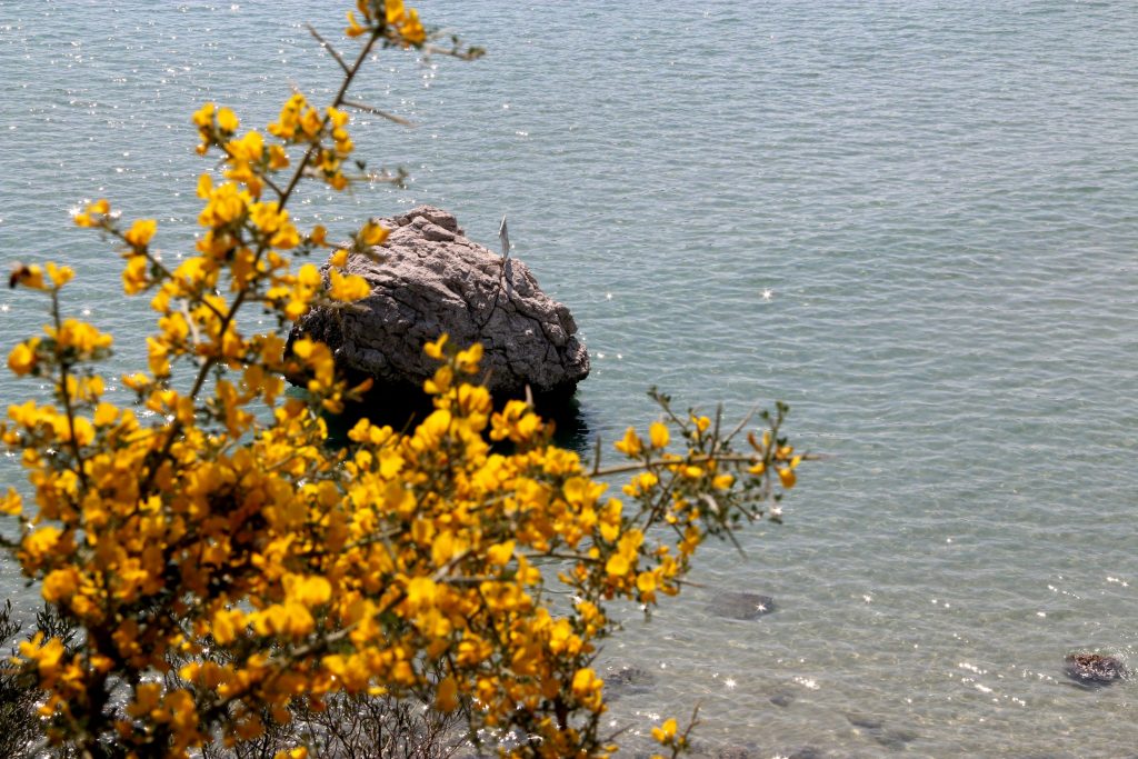 «Μύρισε» καλοκαιράκι - Media