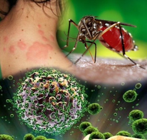 Συναγερμός : Στην Αττική εντοπίστηκε το πρώτο κρούσμα ιού του Δυτικού Νείλου για το φετινό καλοκαίρι

 - Media