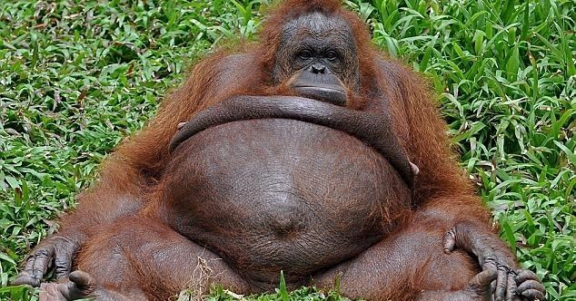 Ουρακοτάγκος έκανε άνω-κάτω ένα αεροδρόμιο για το λούτρινο του! - Media