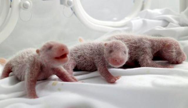 Γεννήθηκαν τρίδυμα πάντα στην Κίνα! - Media