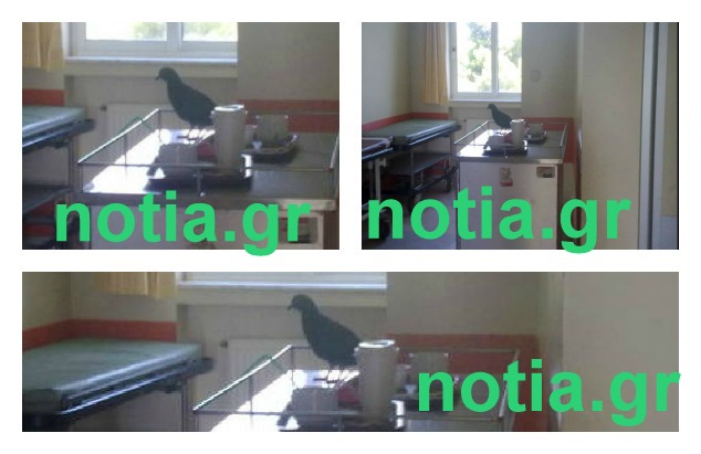 Περιστέρια τρώνε το φαγητό των ασθενών στο ΚΑΤ - Media