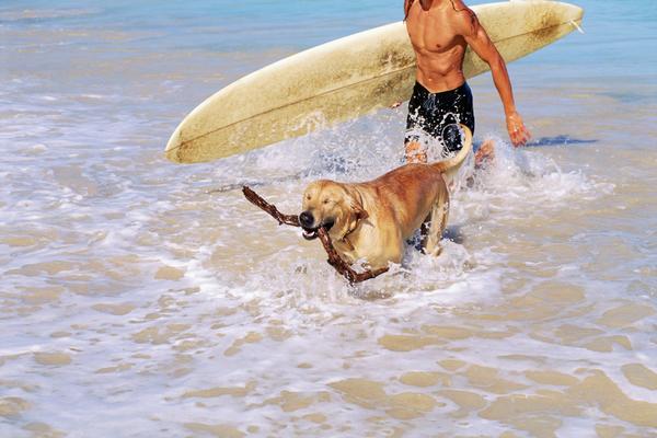 Έρχονται οι pet friendly παραλίες - Media