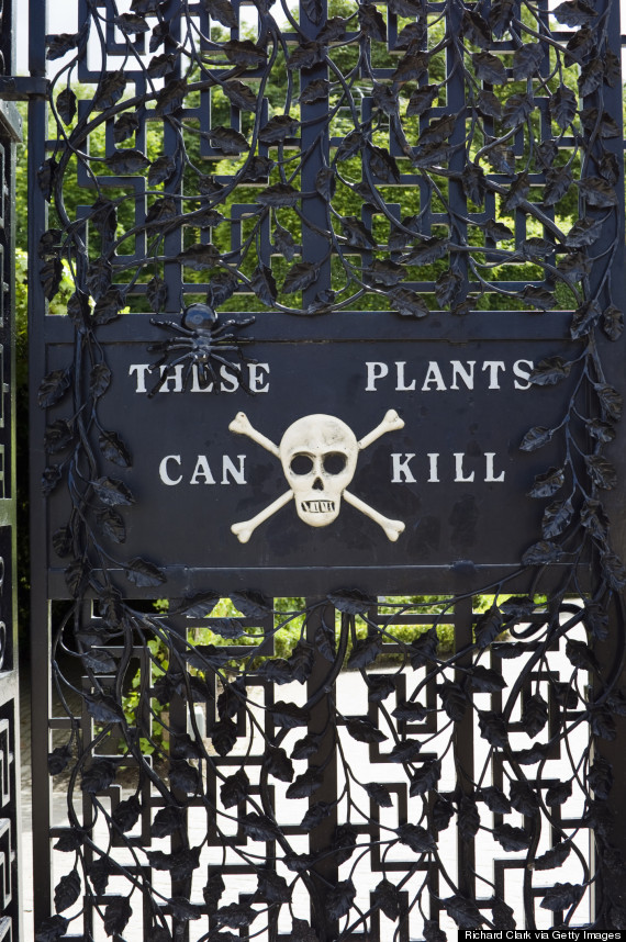 Ο δηλητηριώδης κήπος με φυτά – δολοφόνους (Photos) - Media
