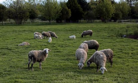 Πρόβατα με σπογγώδη εγκεφαλοπάθεια εντοπίστηκαν στην Γορτυνία - Media
