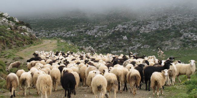 Ο δήμος Πολυγύρου πουλάει… πρόβατα - Media