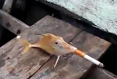 Έχετε δει ποτέ ψάρι να καπνίζει; (Video) - Media
