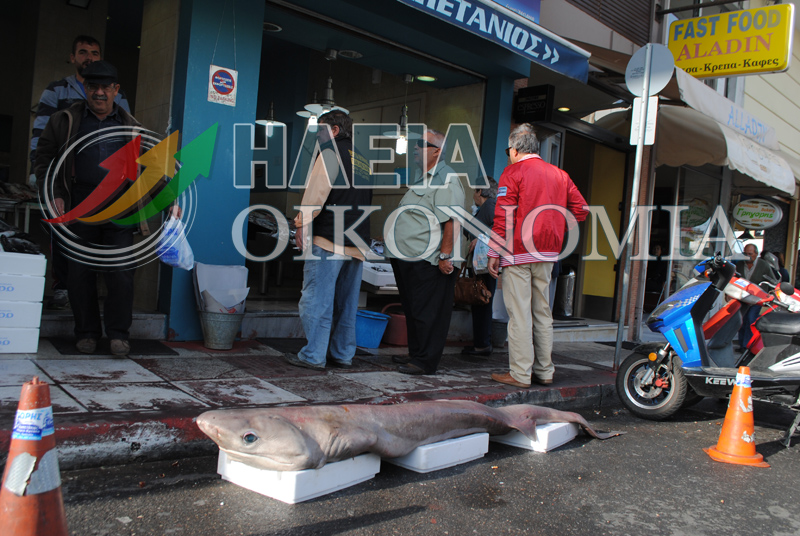 Έπιασαν σκυλόψαρο βάρους 80 κιλών - Media