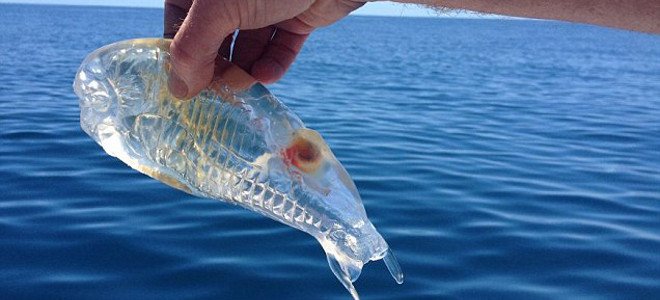 Διάφανο ψάρι για... καλοφαγάδες - Media