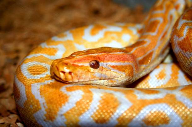 Καναδάς: Βρέθηκαν 40 πύθωνες σε ένα δωμάτιο ξενοδοχείου - Media