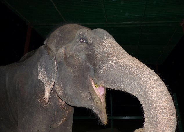 Ρατζού, ο γλυκύτατος ελέφαντας που απελευθερώθηκε μετά από 50 χρόνια κακοποίησης… (Video + Photos) - Media