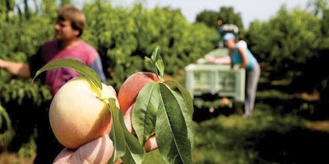 Εμπάργκο και στην Αλβανία από τη Ρωσία - Την θεωρεί δίαυλο εισαγωγής φρούτων από την ΕΕ - Media
