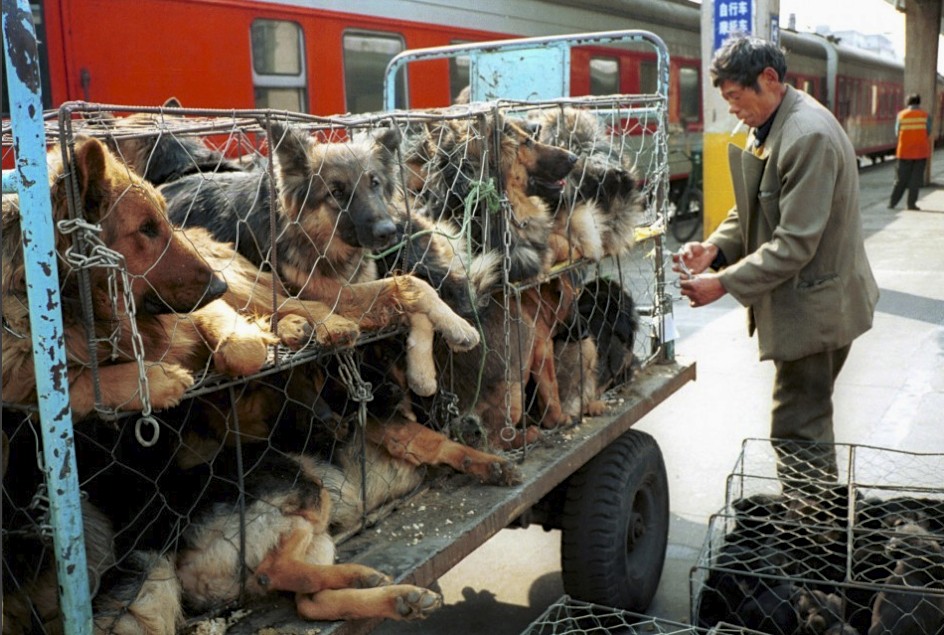 Κίνα: 5.000 σκυλιά θανατώθηκαν για να αντιμετωπιστεί η λύσσα - Media