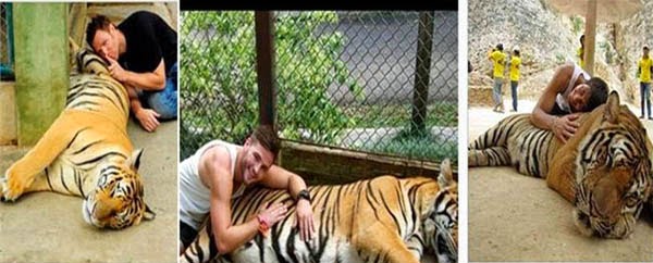 «Όχι» σε selfies με… τίγρεις λέει φιλοζωική οργάνωση - Media