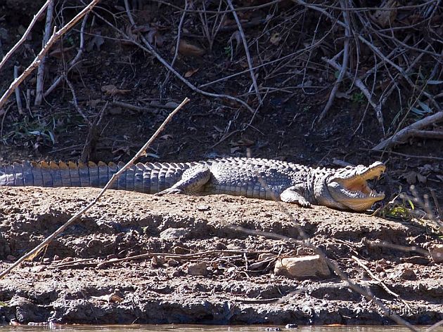 Εξακολουθεί να αποφεύγει τη σύλληψη ο Σήφης - Ασφαλιστικά μέτρα για να μη συλληφθεί! - Media