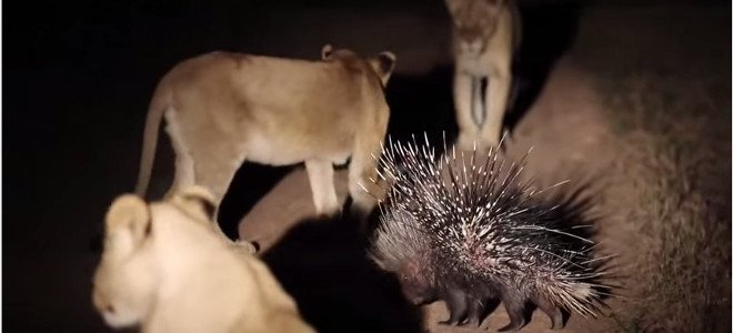 Σκαντζόχοιρος εναντίων λιονταριών (Video) - Media