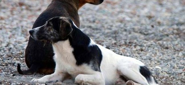 Ιταλία: Τρεις αδέσποτοι σκύλοι, έσωσαν Γερμανό τουρίστα - Media