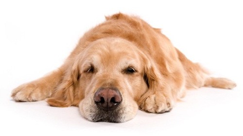 Δείτε τι βρίσκουν οι κτηνίατροι μέσα στο στομάχι ενός σκύλου - Media