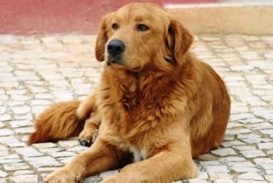 Καταδικάστηκε 62χρονος επειδή ξυλοκοπούσε τον σκύλο του - Media