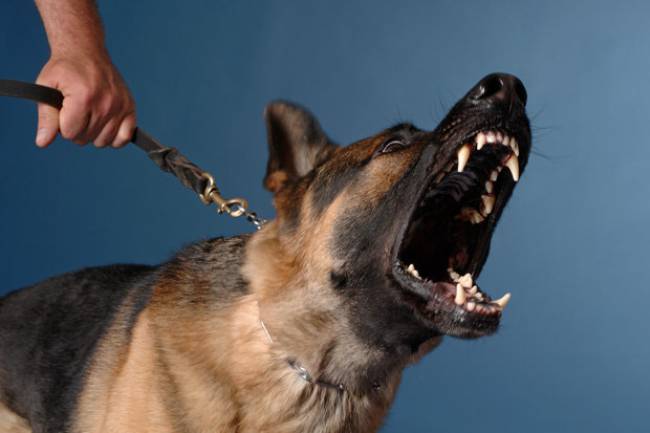 Επίθεση σκύλου σε κοριτσάκι 15 μηνών - Media