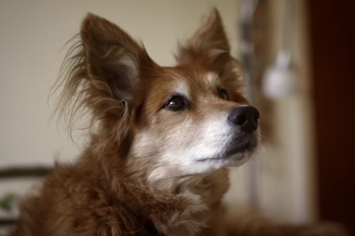 Σκύλος «μύρισε» τον καρκίνο στο στήθος και της έσωσε τη ζωή (VIDEO) - Media