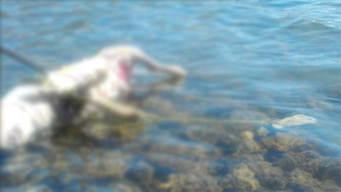Αποτροπιασμός από τη βάναυση θανάτωση σκύλου στη Στυλίδα - Media
