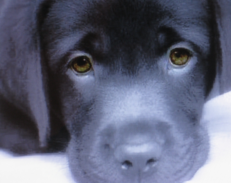 Σκότωσαν σκυλί για να πάρουν το κρέας του… - Media