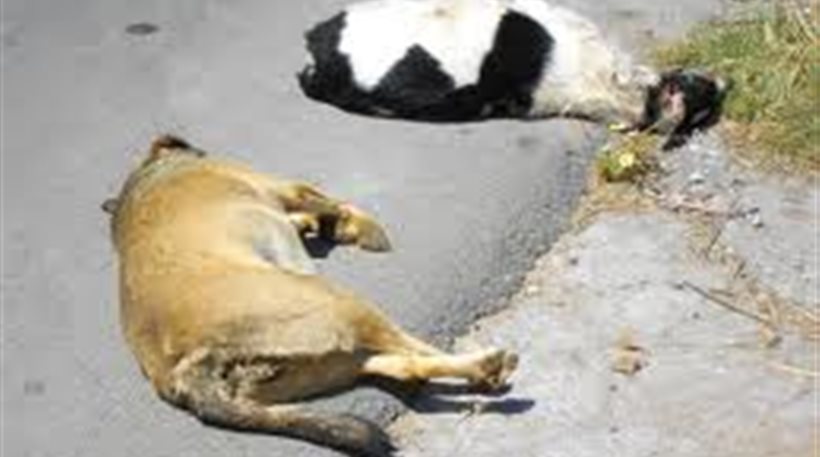 Επικήρυξαν δολοφόνο σκυλιών στη Φθιώτιδα - Media