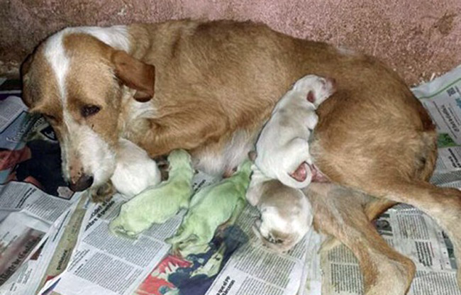 Σκυλίτσα γέννησε πράσινα κουτάβια (Video) - Media